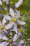 Atlantic camas